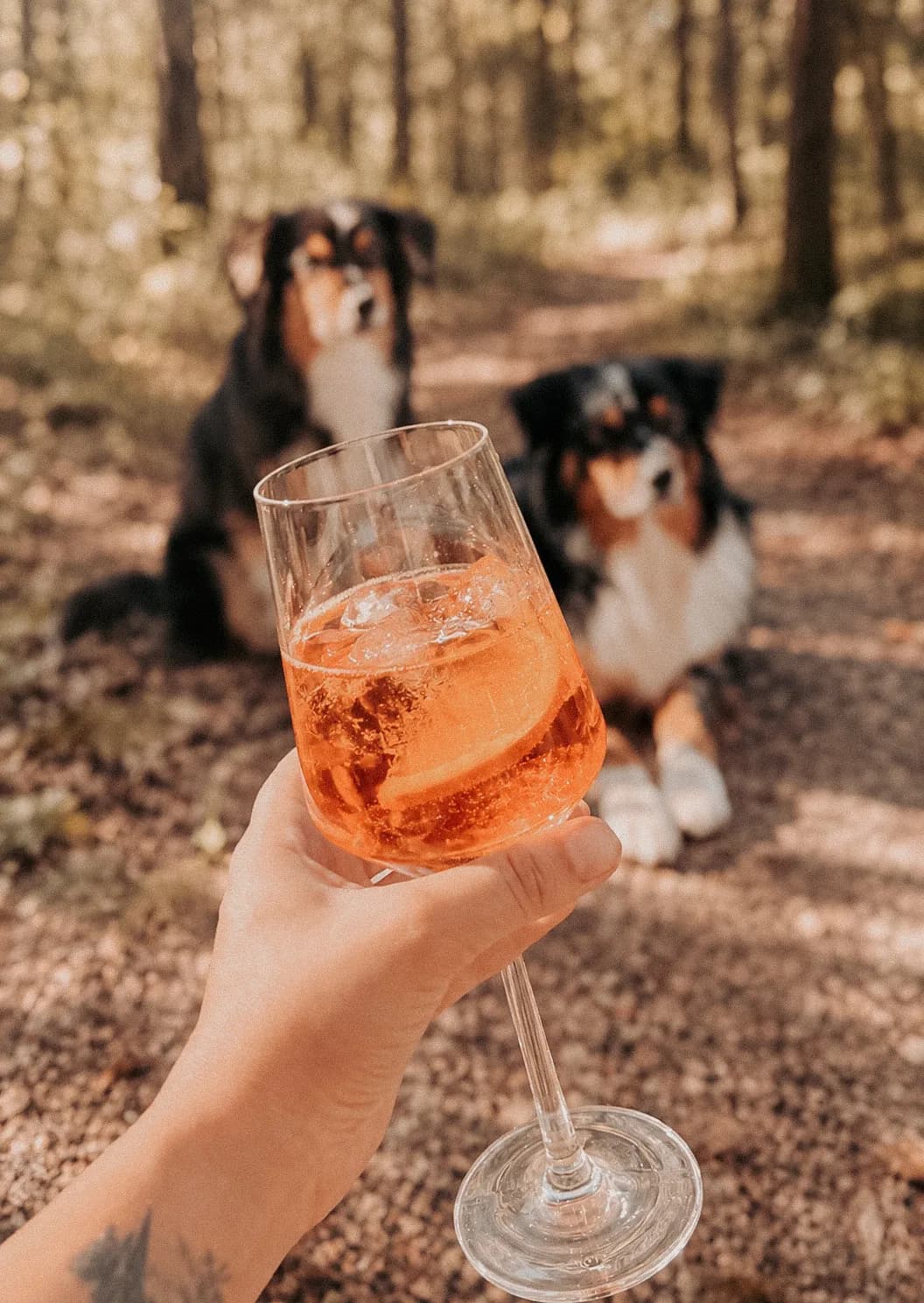 Hand hält im Wald ein Glas Aperol Spritz, dahinter liegen zwei Australian Shepherds auf dem Weg