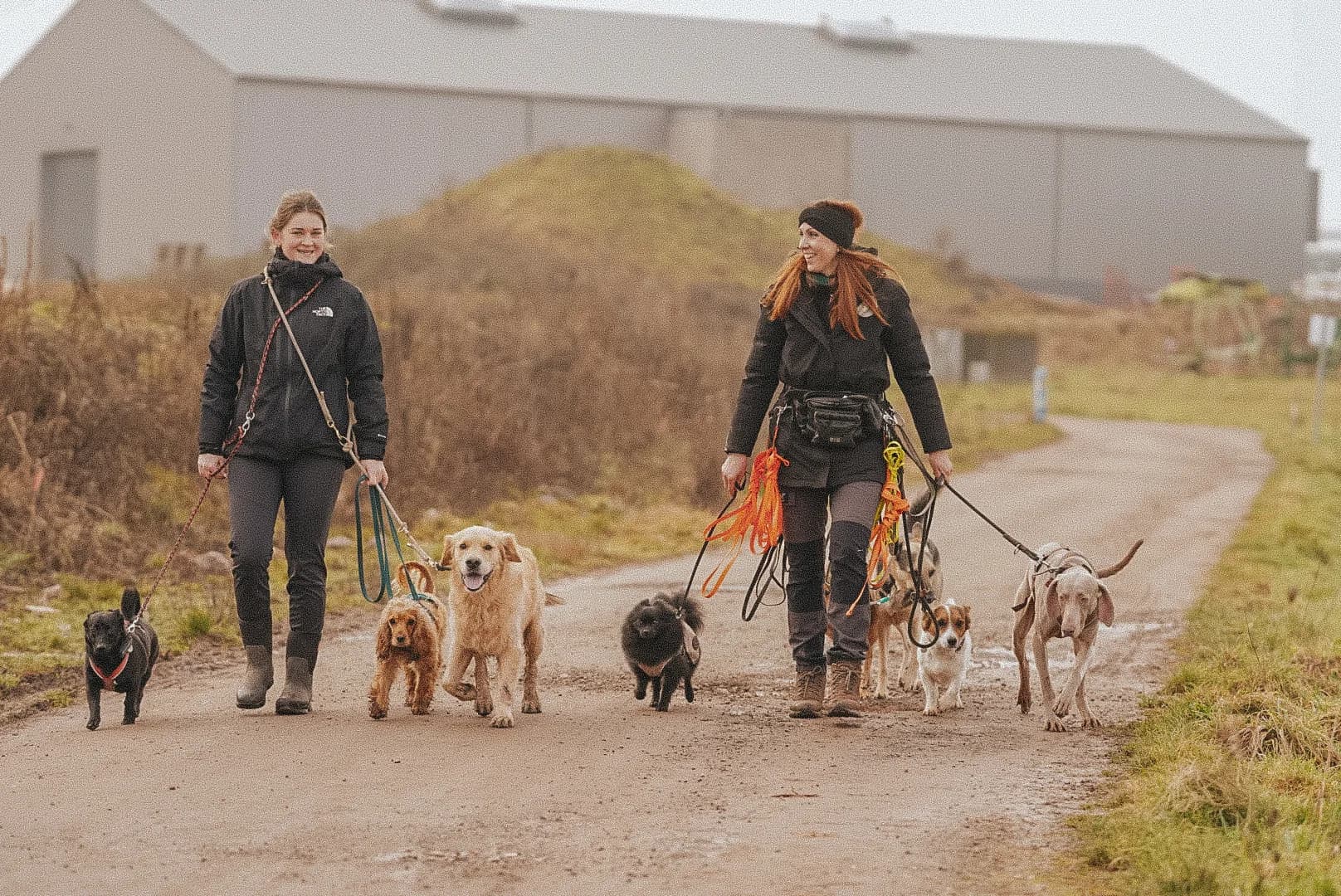 Zwei Dogwalker gehen mit einem Hunderudel einen Feldweg entlang