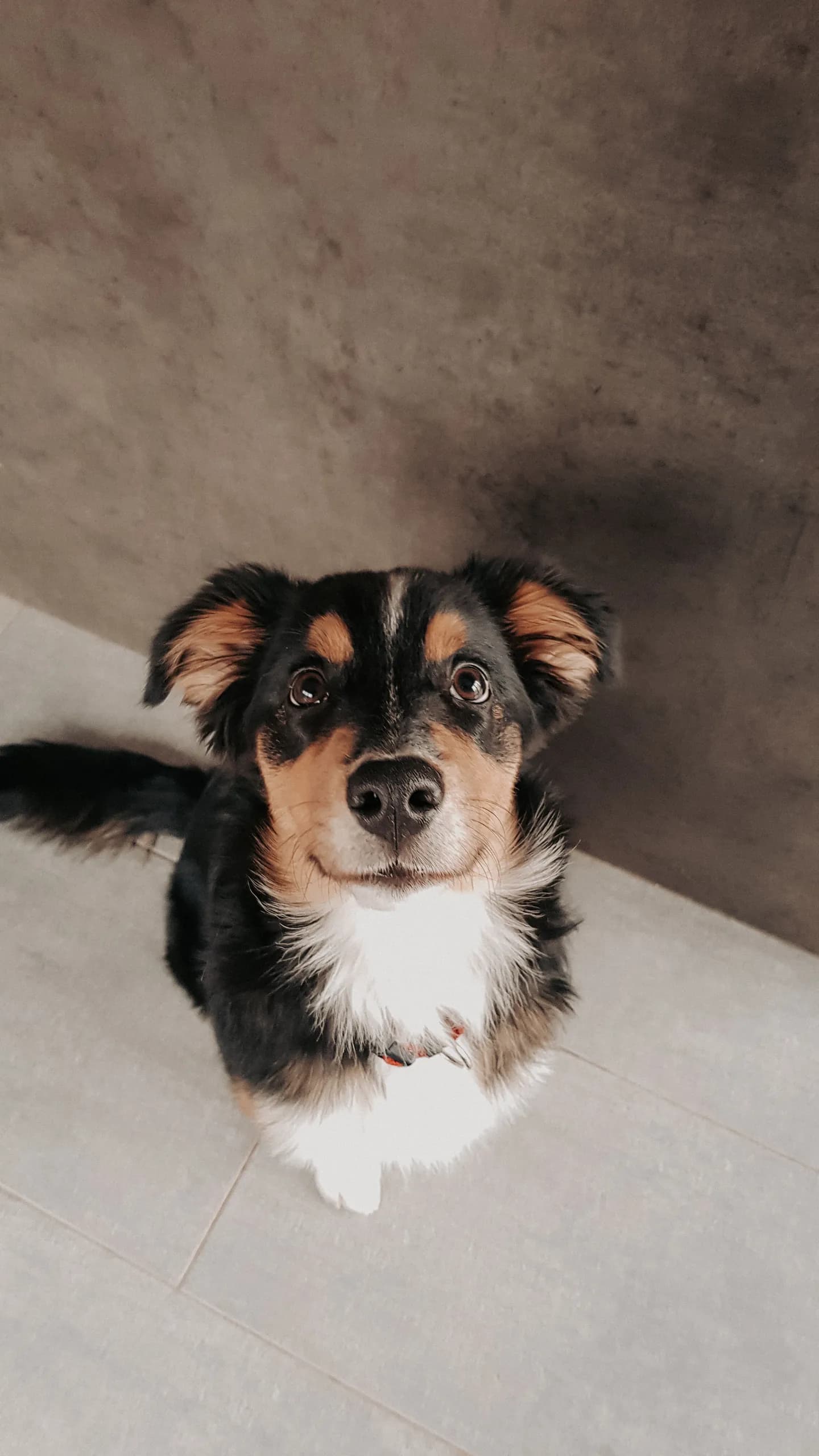Junger schwarz-brauner Hund sitzt und schaut aufmerksam nach oben