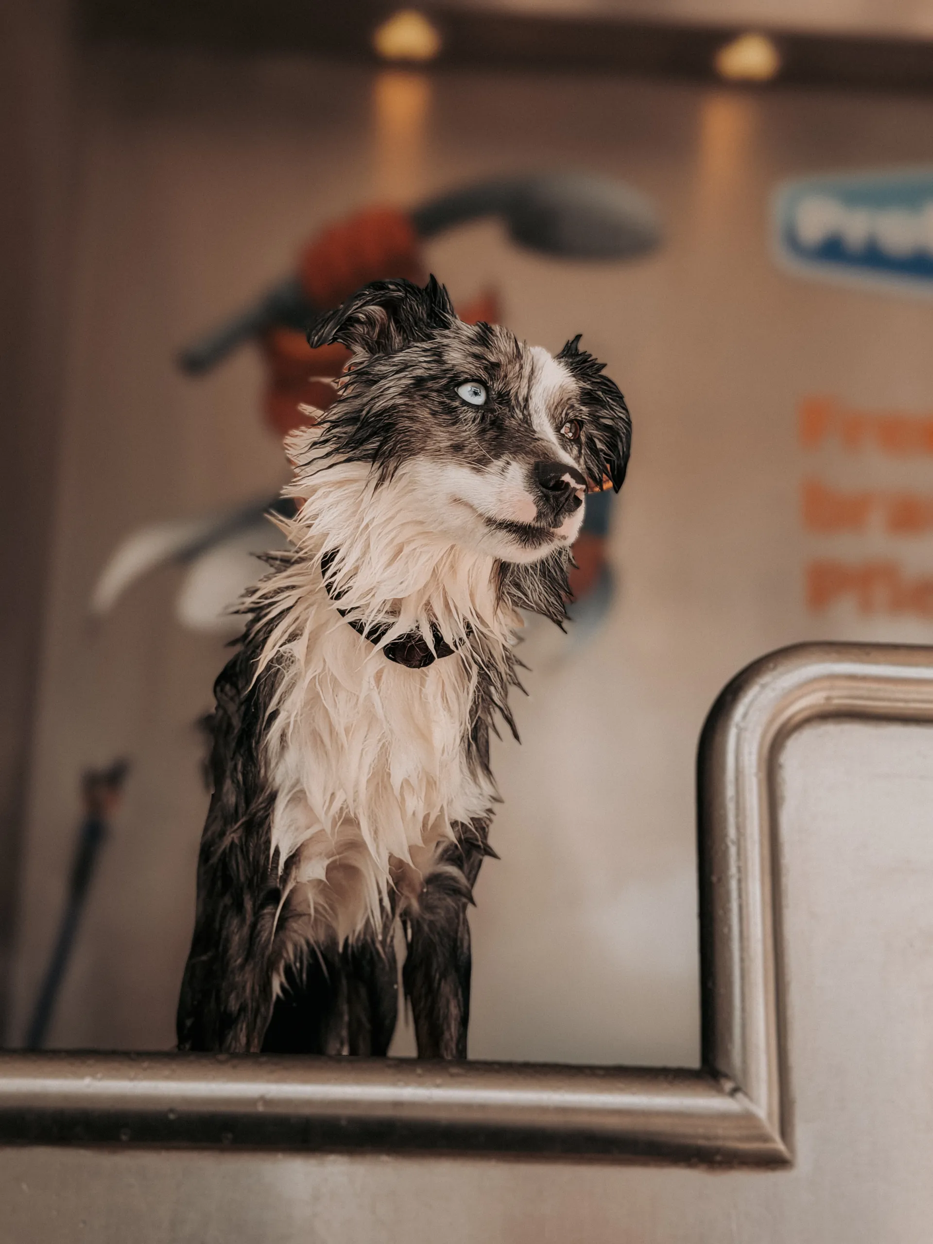 Nasser Hund steht in der Badewanne des Hundefriseurs