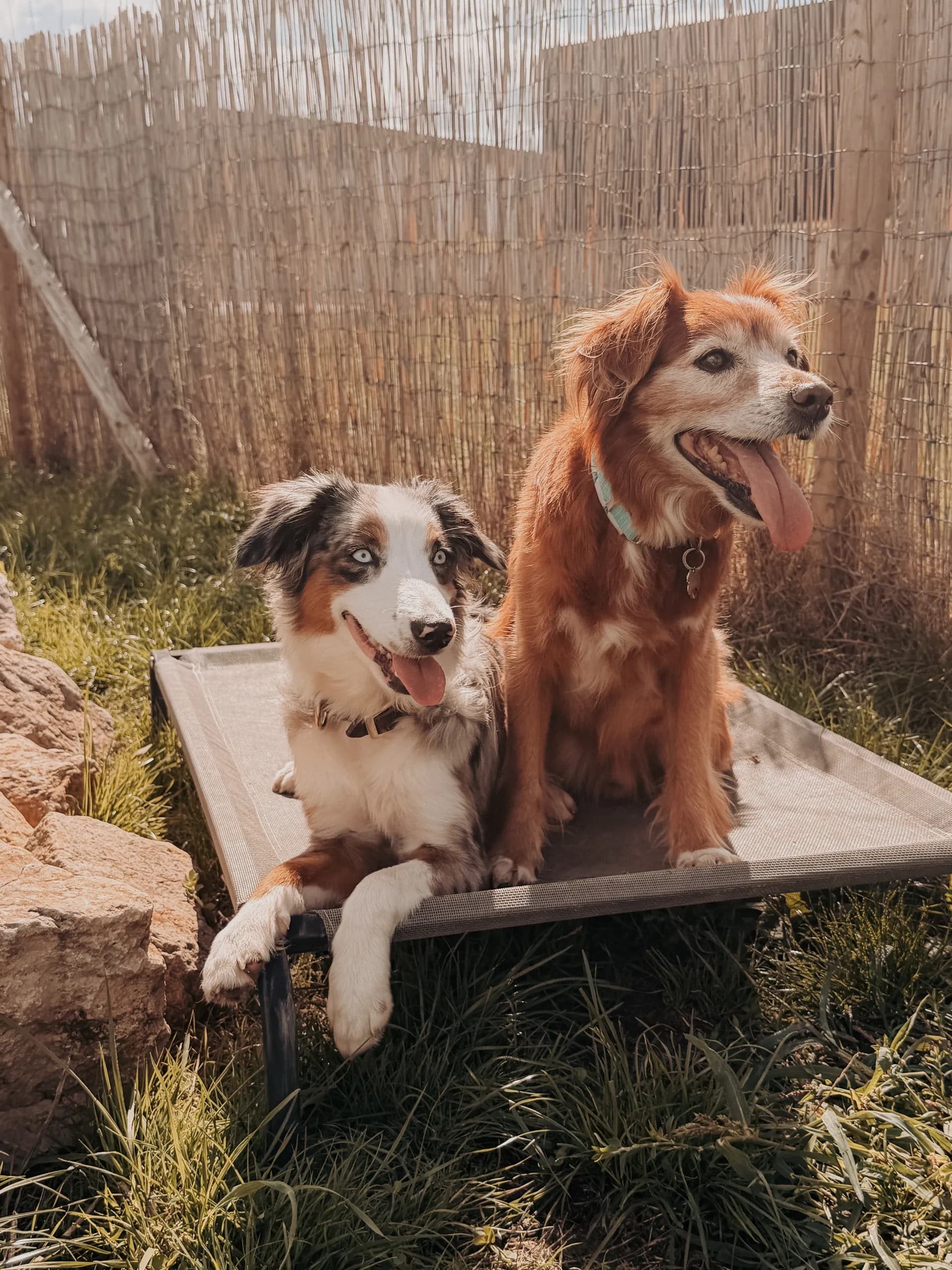 Zwei Hunde sitzen nebeneinander auf einer Hundeliege im sonnigen Außengehege