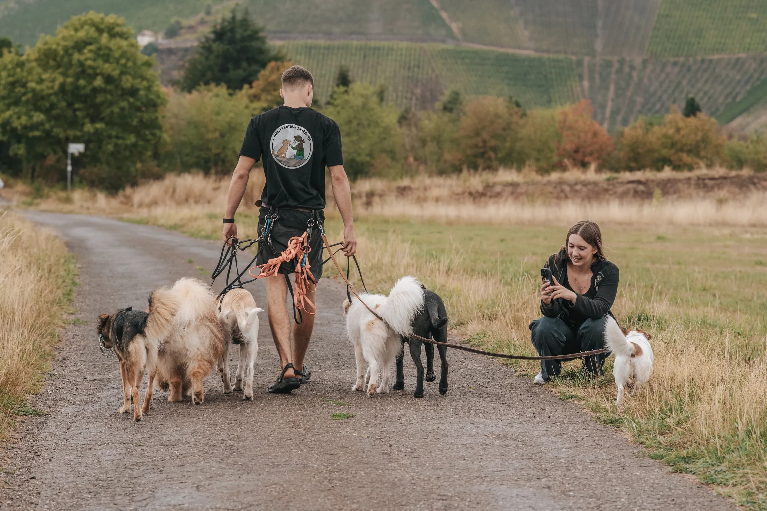 Trainer führt eine Gruppe angeleinter Hunde über einen Feldweg zwischen den Weinbergen