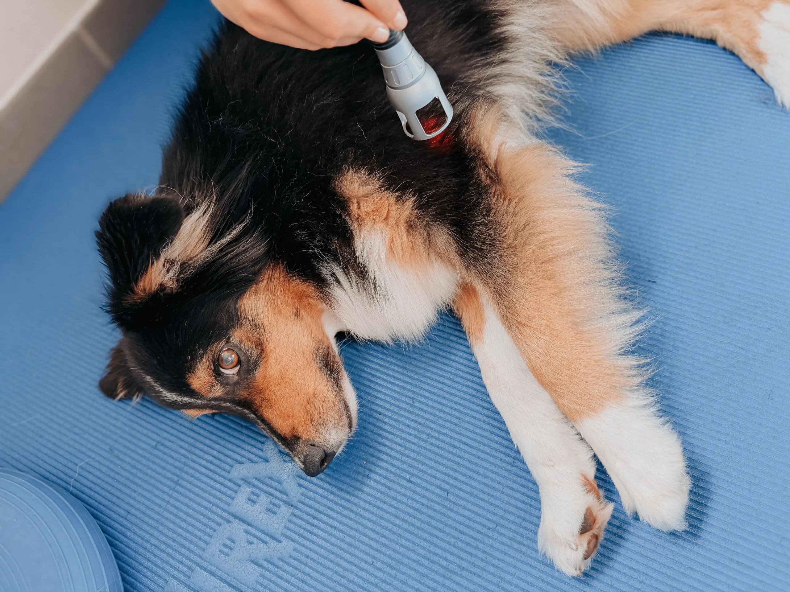 Australian Shepherd liegt auf der blauen Matte, während eine Hundephysiotherapeutin sein Schulterblatt mit dem Lasergerät behandelt