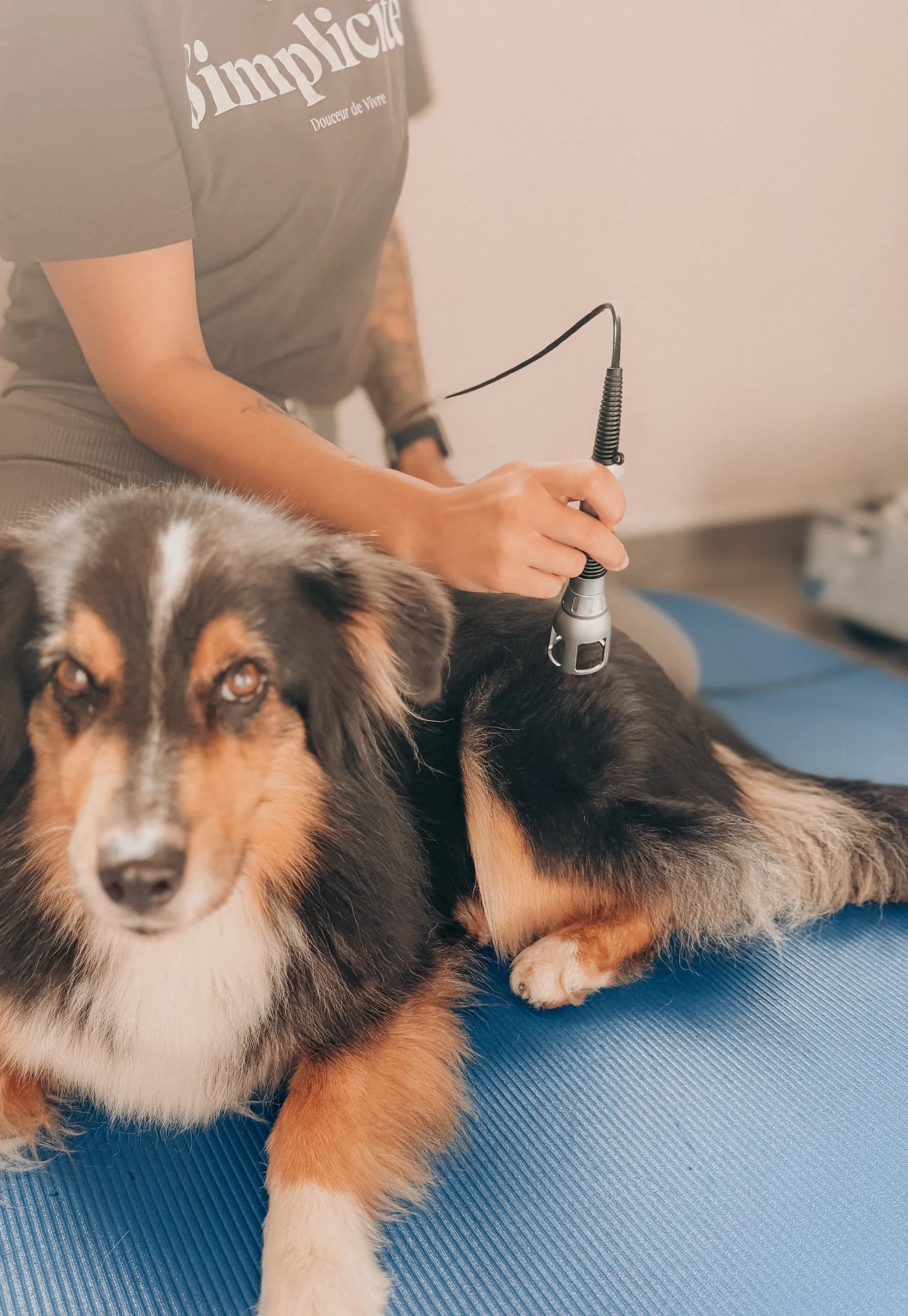 Therapeutin behandelt einen auf der Seite liegenden Australian Shepherd mit einem Therapiegerät