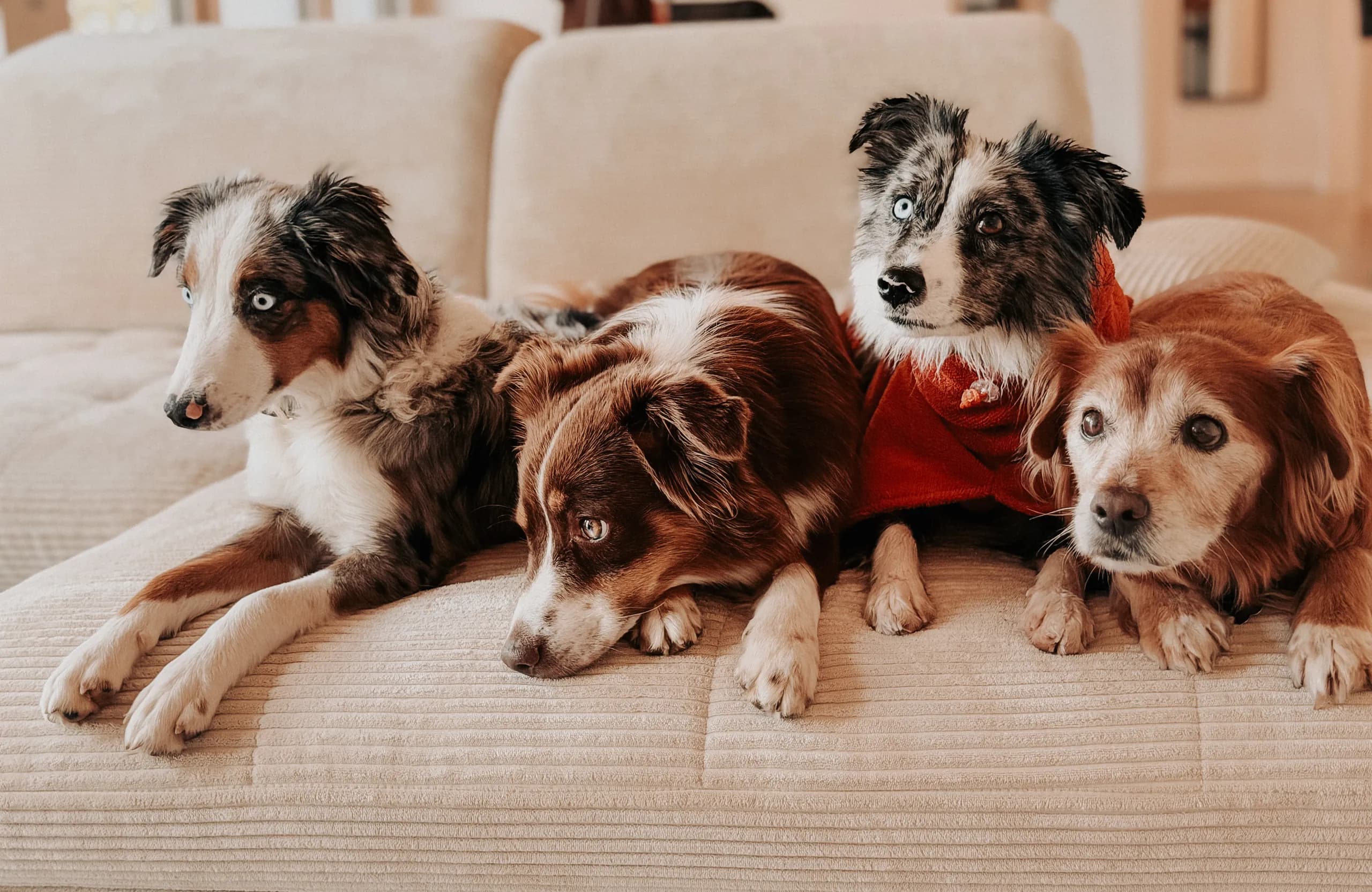 Drei Hunde liegen entspannt nebeneinander auf einer Couch der Hundetagesstätte