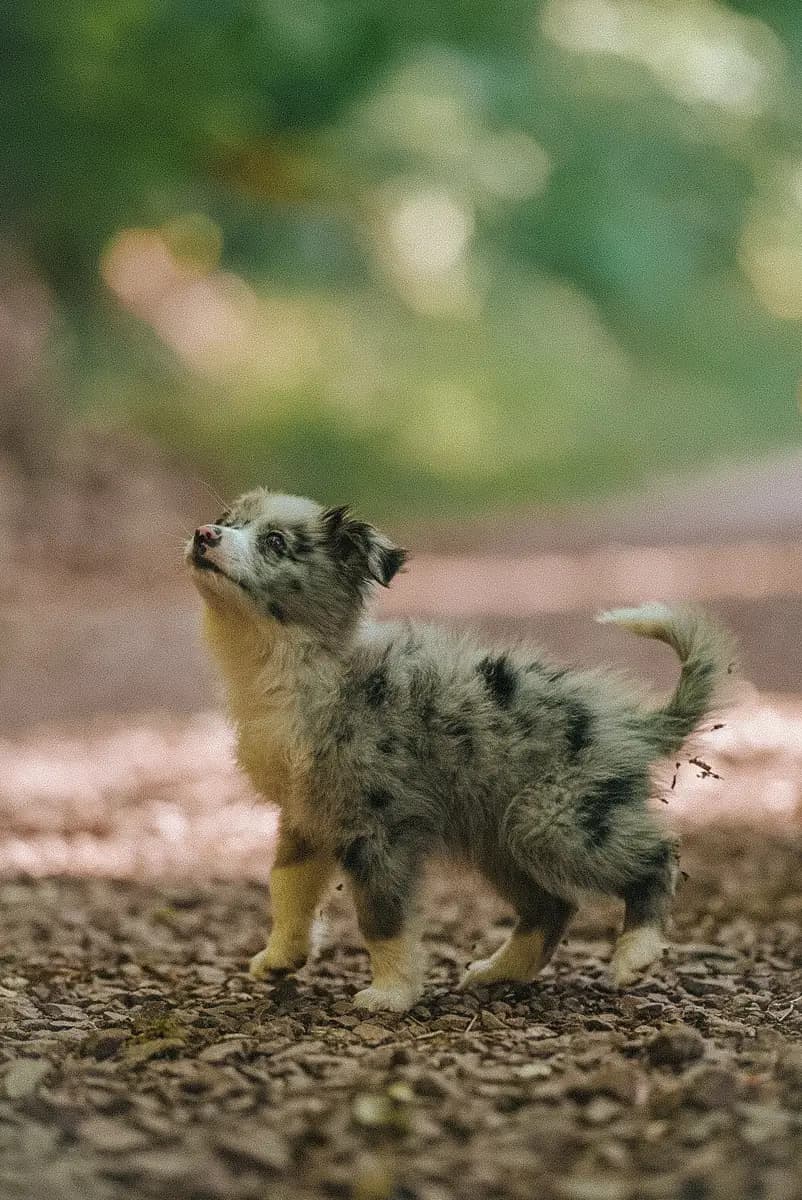 Blue-Merle-Welpe steht aufmerksam auf einem Waldweg